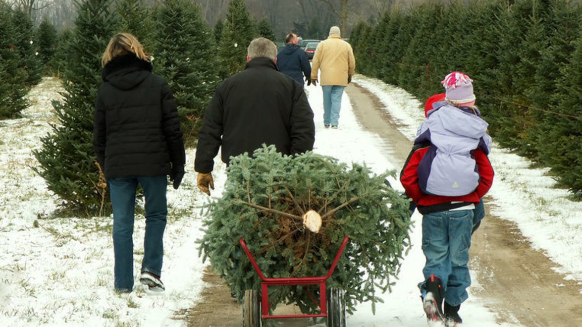 Care Tips: Christmas Trees