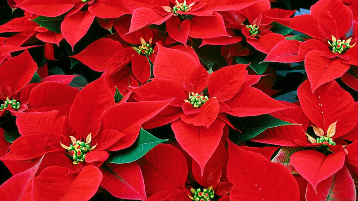 Care Tips: Poinsettias