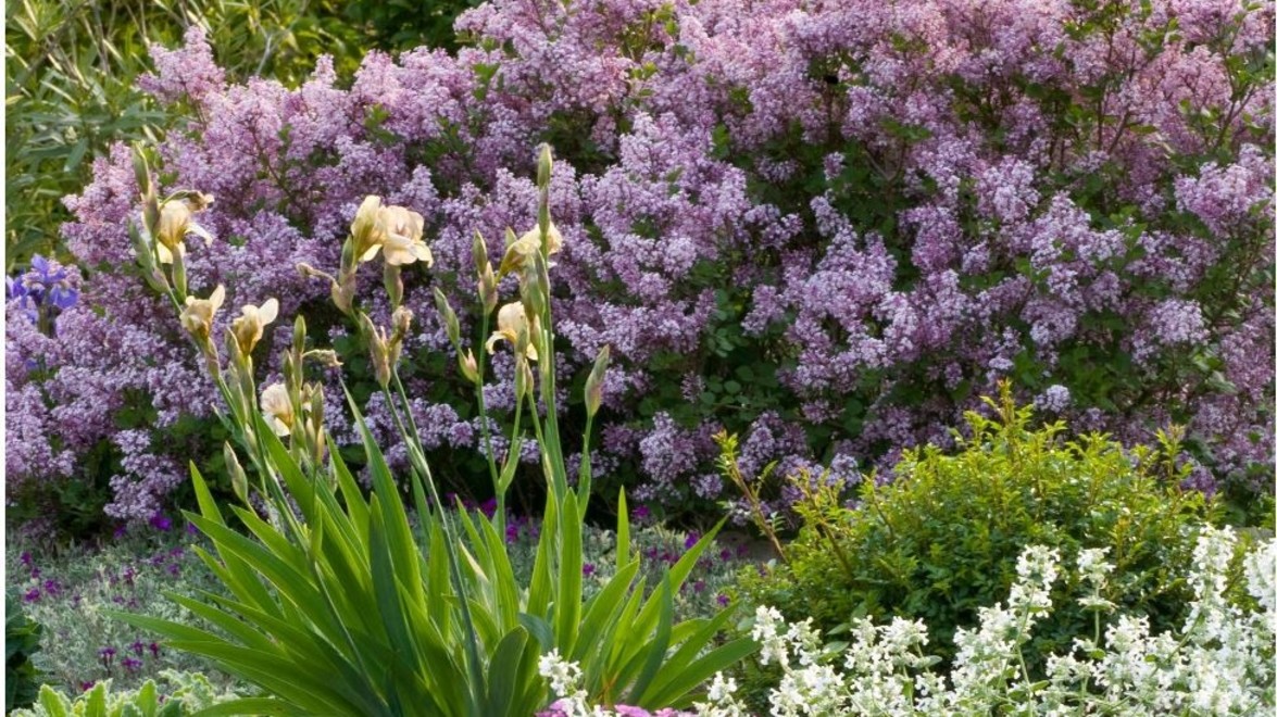 PLANT OF THE MONTH: Syringa meyeri ‘Palibin’