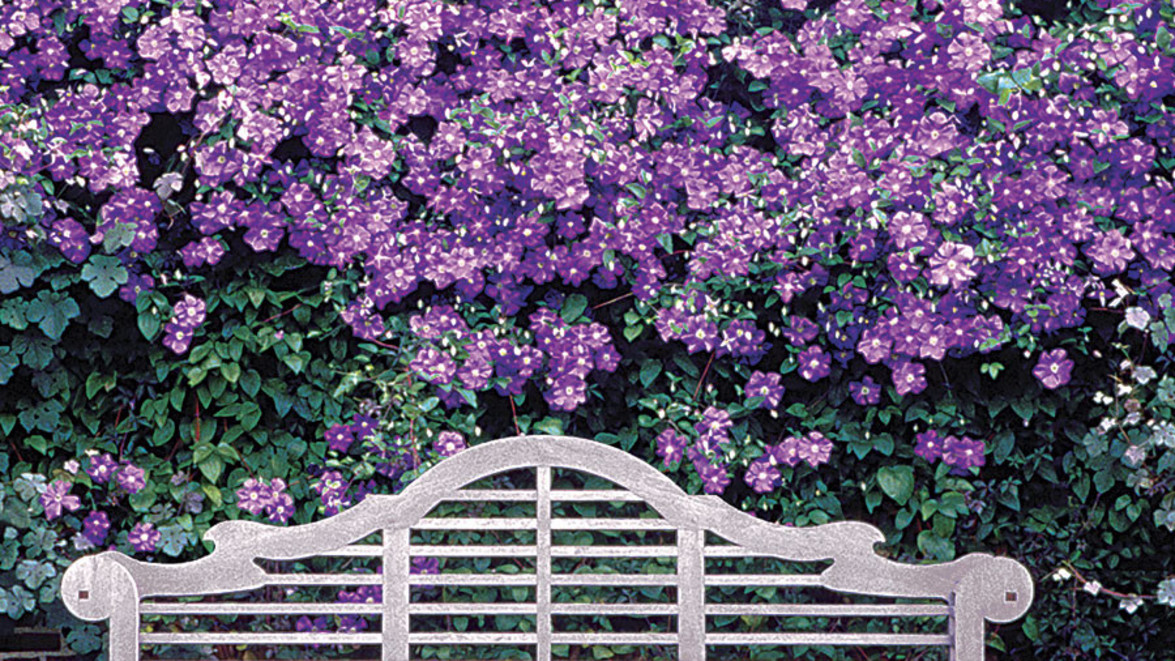 August Plant of the Month: Clematis ‘Jackmanii Superba’