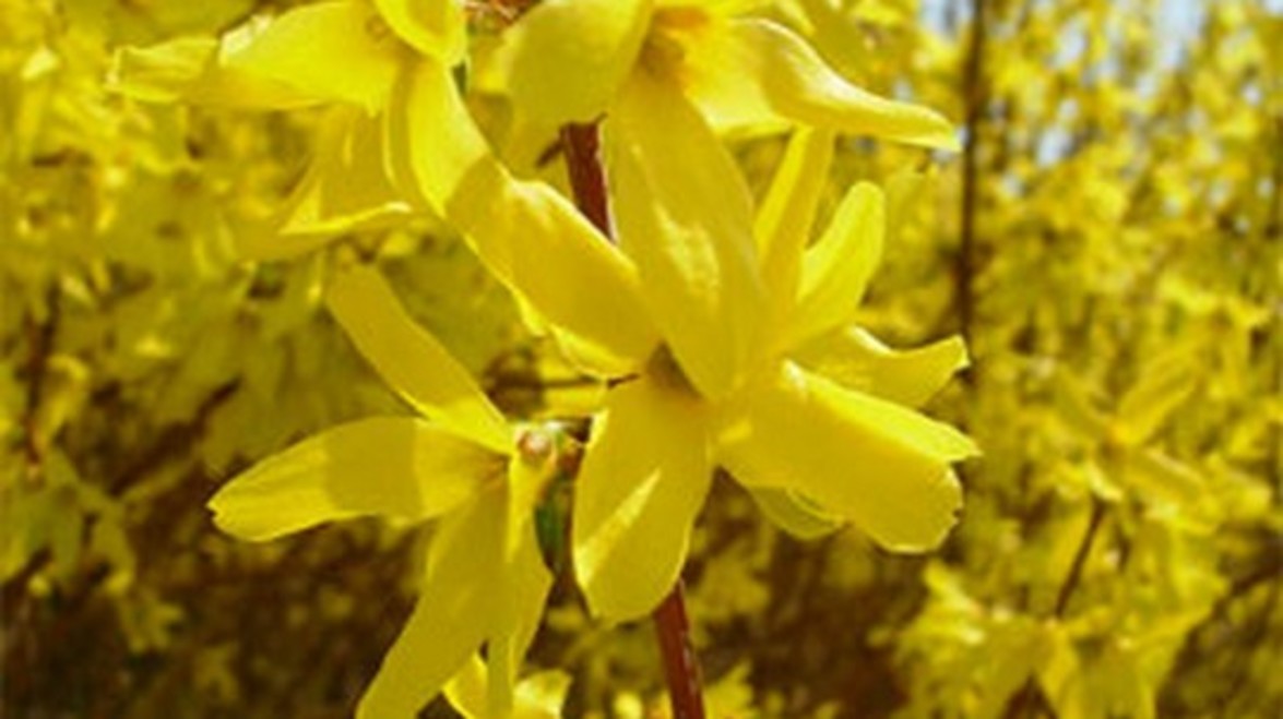 PLANT OF THE MONTH: Forsythia ovata ‘Ottawa’