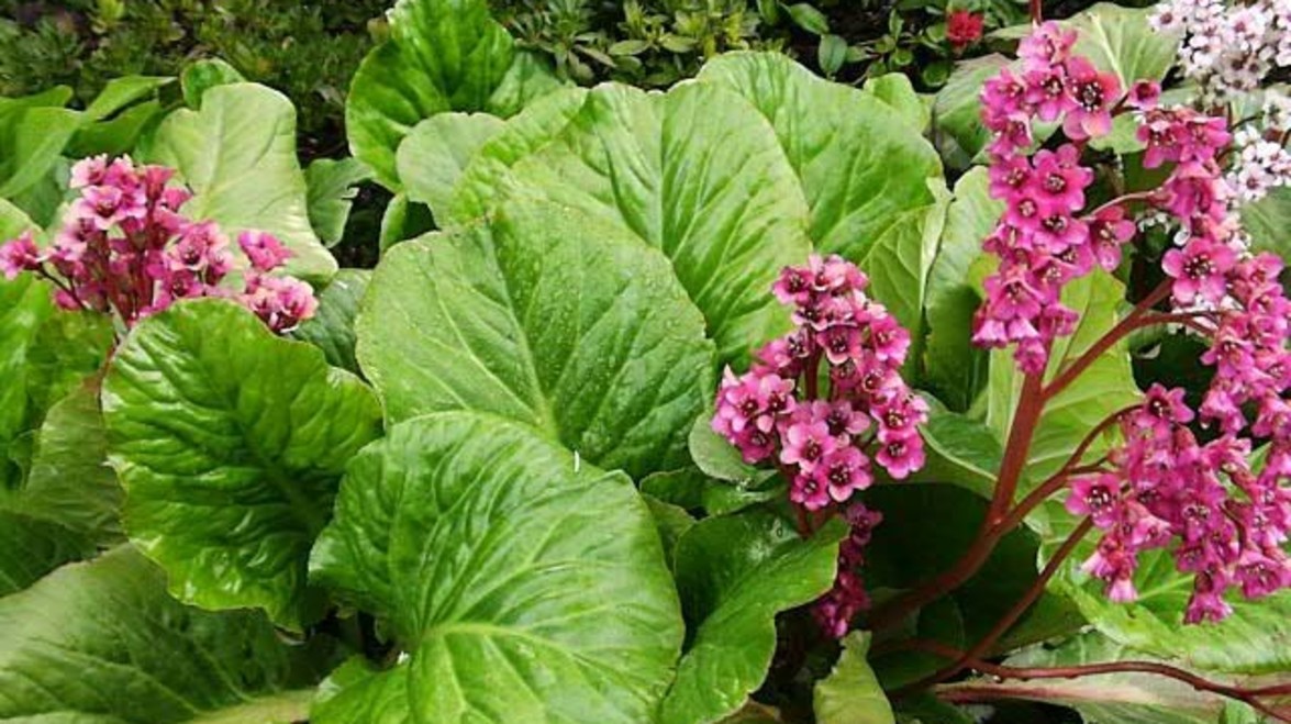 PLANT OF THE MONTH: Bergenia cordifolia