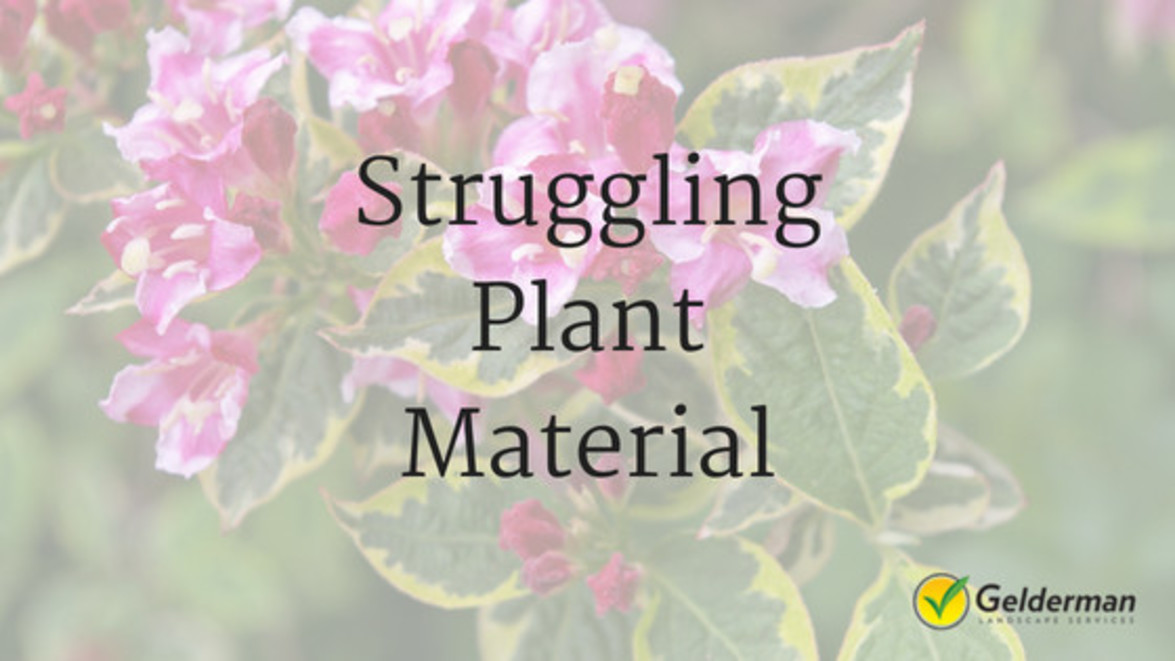 Struggling Plant Material