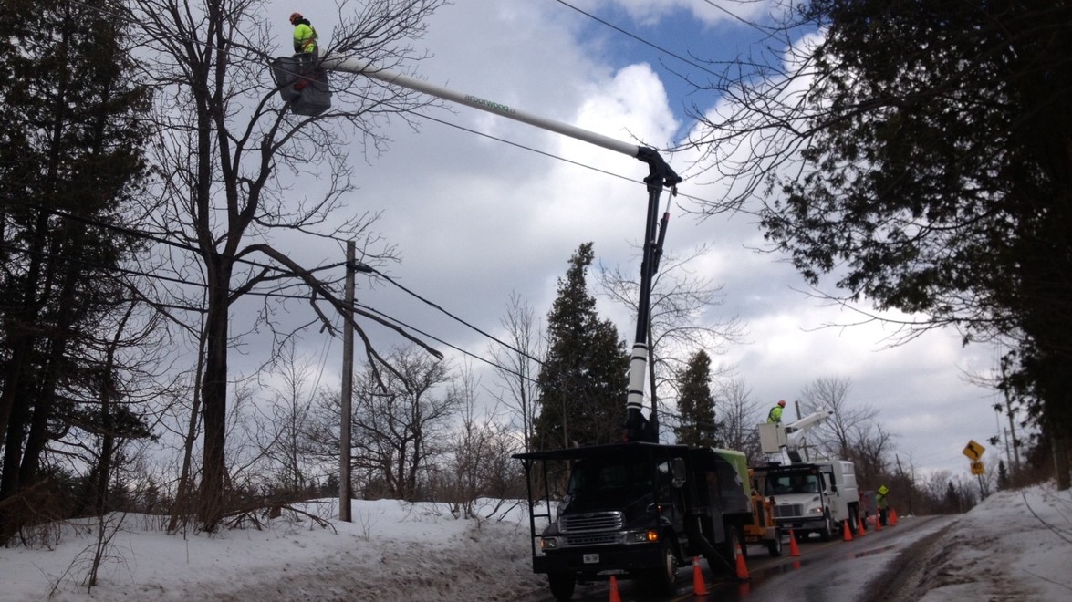 Ice Storm May Benefit Trees according to Horticultural Trades Magazine