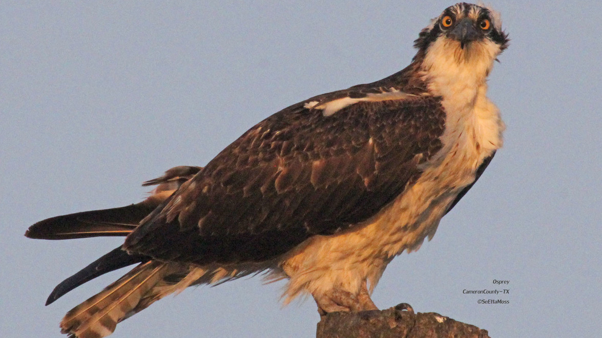 Osprey! (Not Peregrine Falcons)