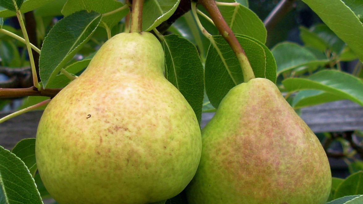 BBQ! Pears with Brie