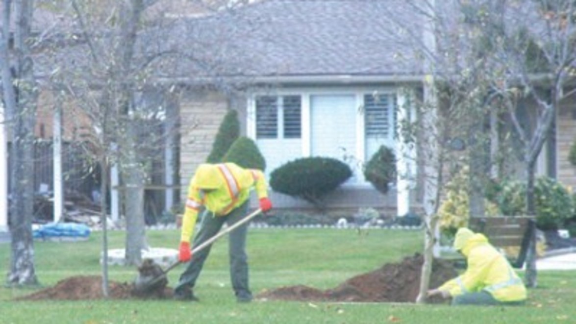 Battling the Invasive Ash Borer