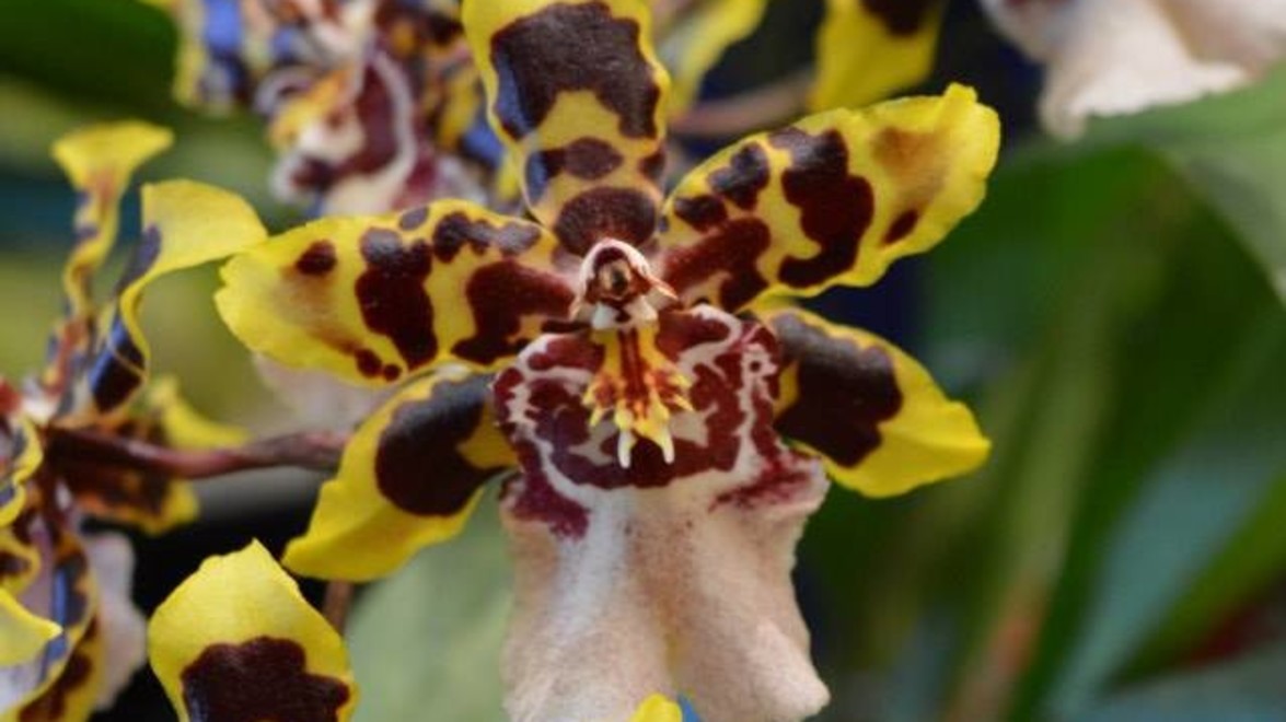 The 34th Annual Orchid Society Show at the RBG