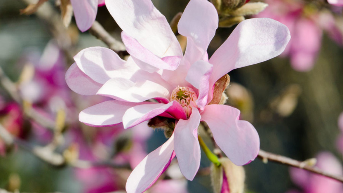 PLANT OF THE MONTH: ‘Leonard Messel’ Magnolia