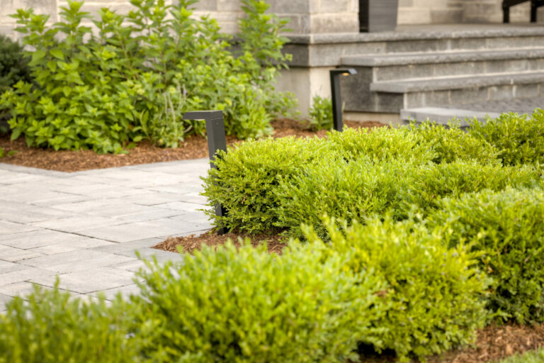 A pathway with neatly trimmed hedges leads to stone steps. Lush greenery surrounds the area, creating a serene and organized garden setting.